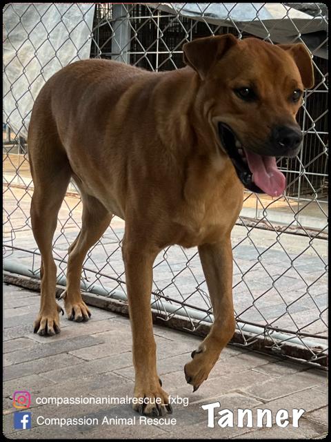Tanner, a Adoptable Labrador Retriever in Fredericksburg, VA image 4/6