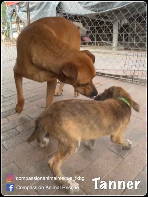 Tanner, a Adoptable Labrador Retriever in Fredericksburg, VA image 5/6