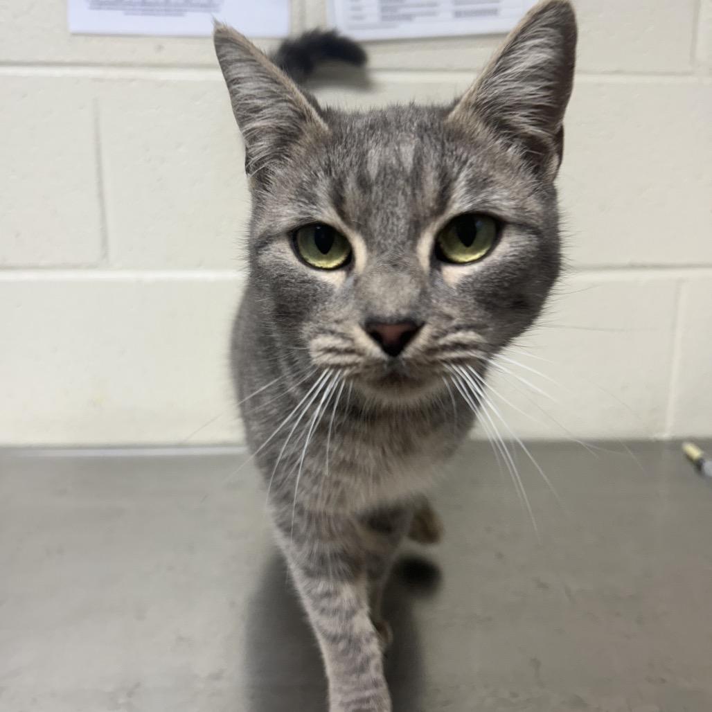 Enlarge Odette, a Adoptable Domestic Short Hair in Roxboro, NC image 1/4