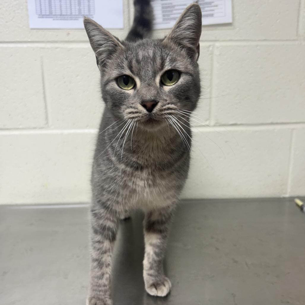 Enlarge Odette, a Adoptable Domestic Short Hair in Roxboro, NC image 2/4