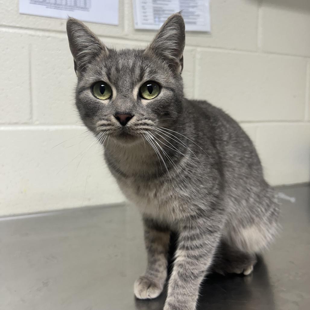 Enlarge Odette, a Adoptable Domestic Short Hair in Roxboro, NC image 3/4