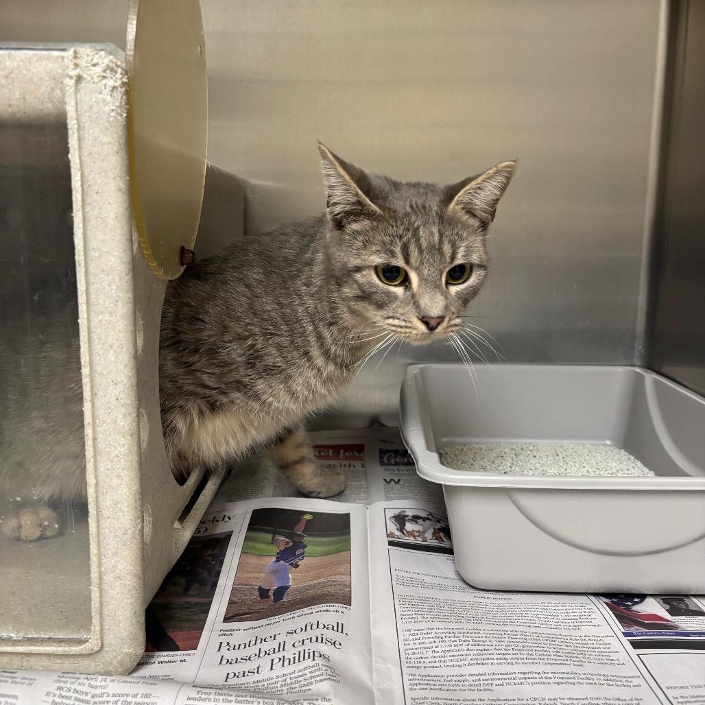 Enlarge Odette, a Adoptable Domestic Short Hair in Roxboro, NC image 4/4