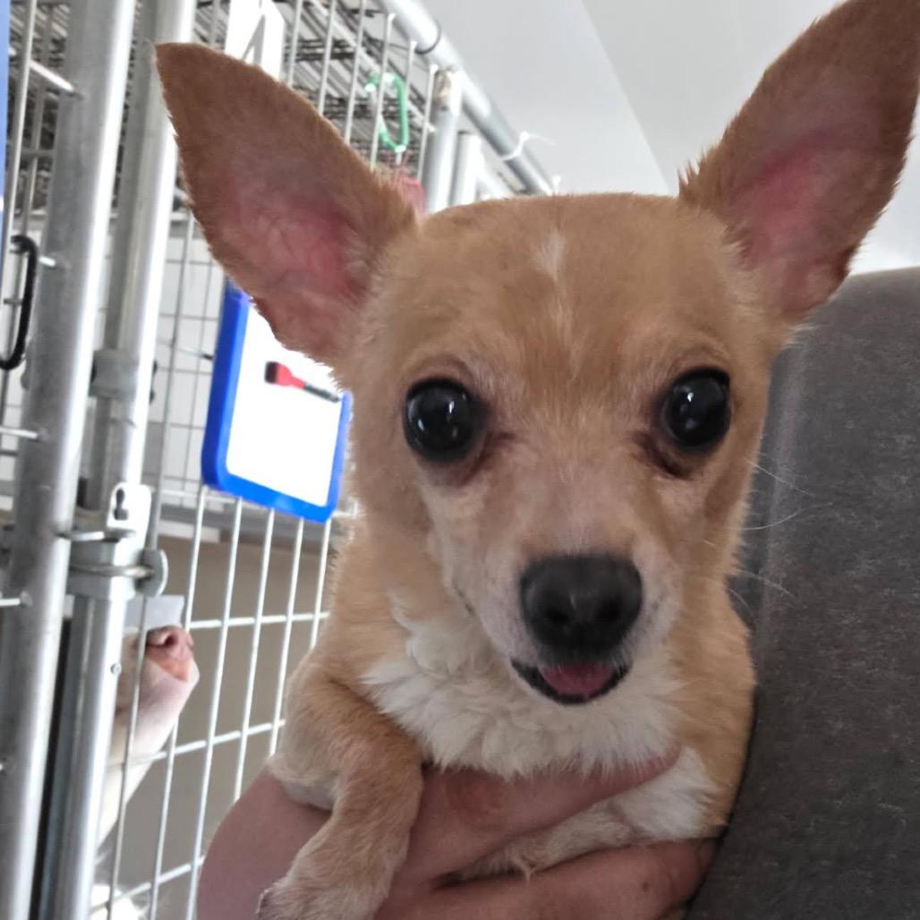 Ken, Adoptable, Adult Male Chihuahua.