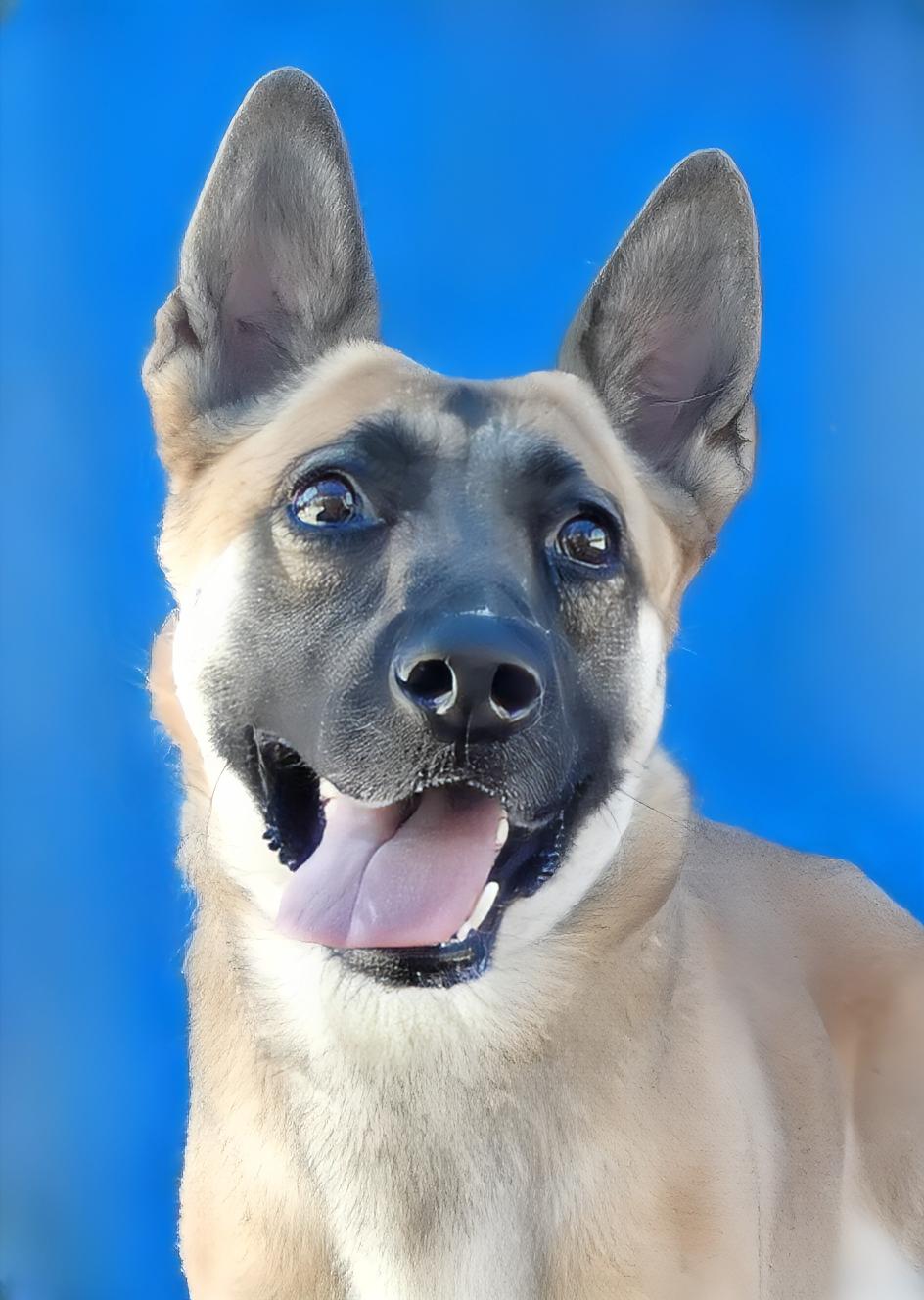 JILLY, a Adoptable German Shepherd Dog in Pasadena, CA image 1/2