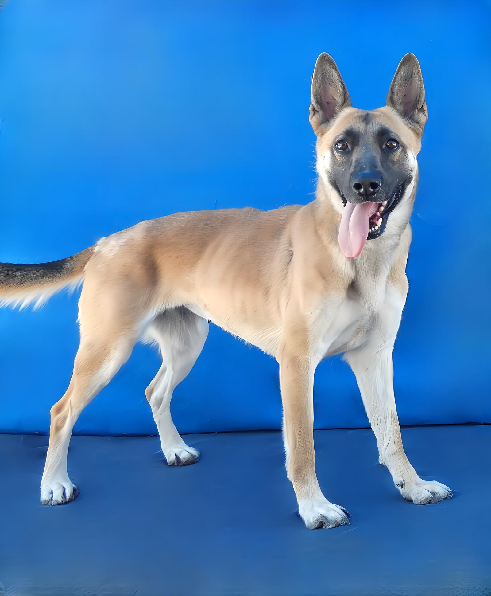 JILLY, a Adoptable German Shepherd Dog in Pasadena, CA image 2/2