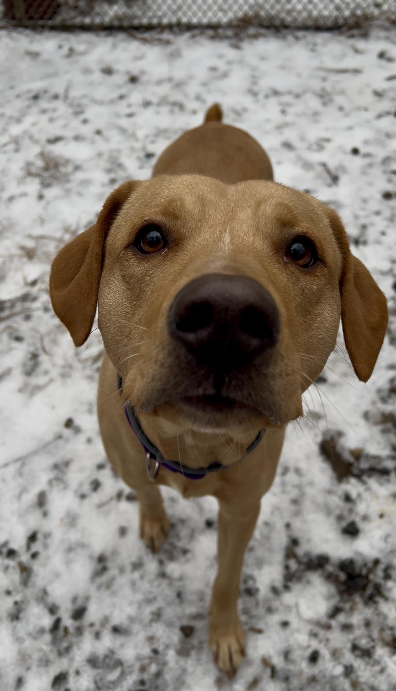 FLUFFERNUTTER, adopted, Adult Female Labrador Retriever & Shar-Pei.