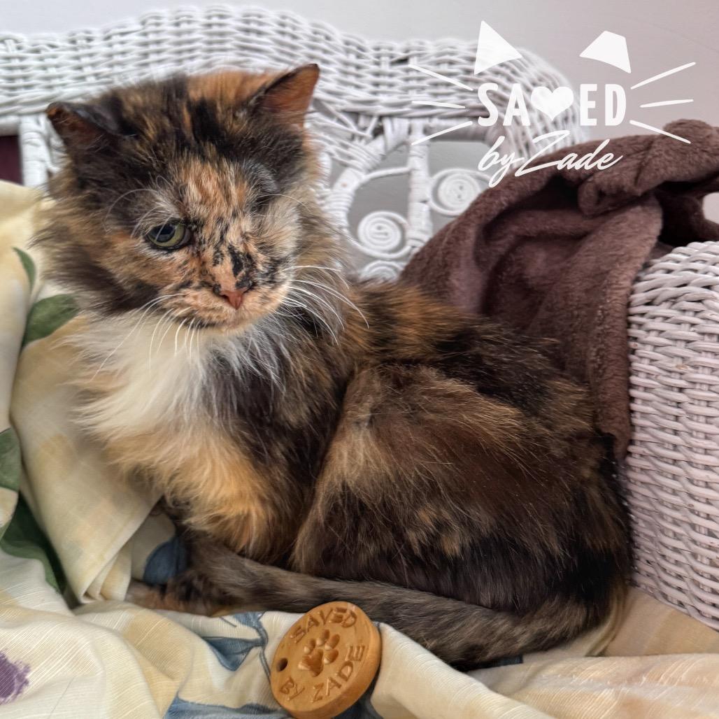 Raggedy Ann FIV+ 54581, Adoptable, Adult Female Domestic Long Hair.