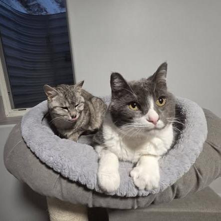 Zara--In Foster, Adoptable, Adult Female Domestic Short Hair.