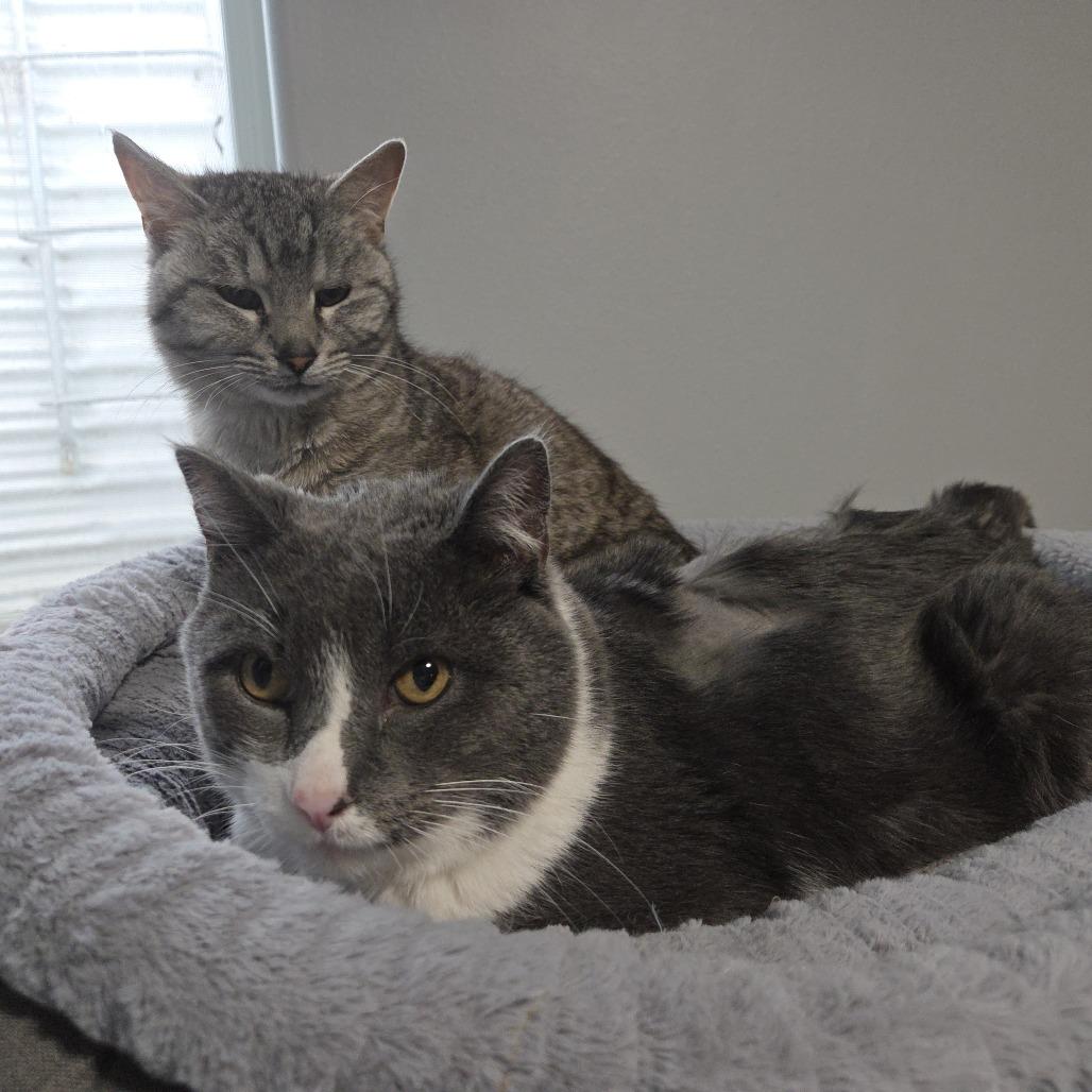 Zara--In Foster, a Adoptable Domestic Short Hair in Fargo, ND image 2/6
