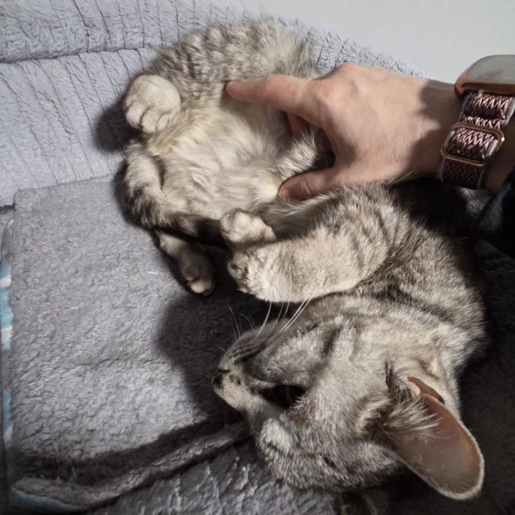 Zara--In Foster, a Adoptable Domestic Short Hair in Fargo, ND image 3/6