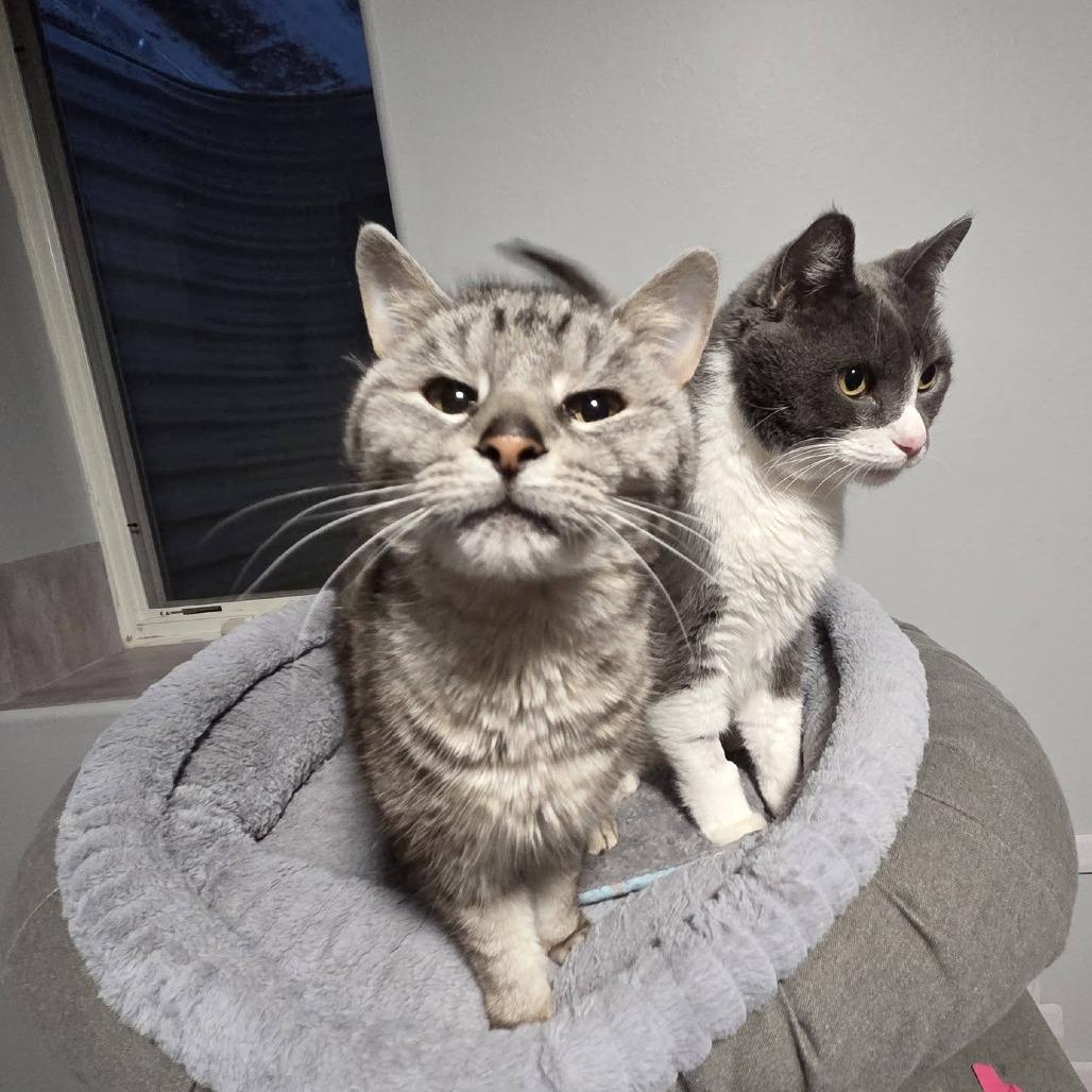Zara--In Foster, a Adoptable Domestic Short Hair in Fargo, ND image 5/6