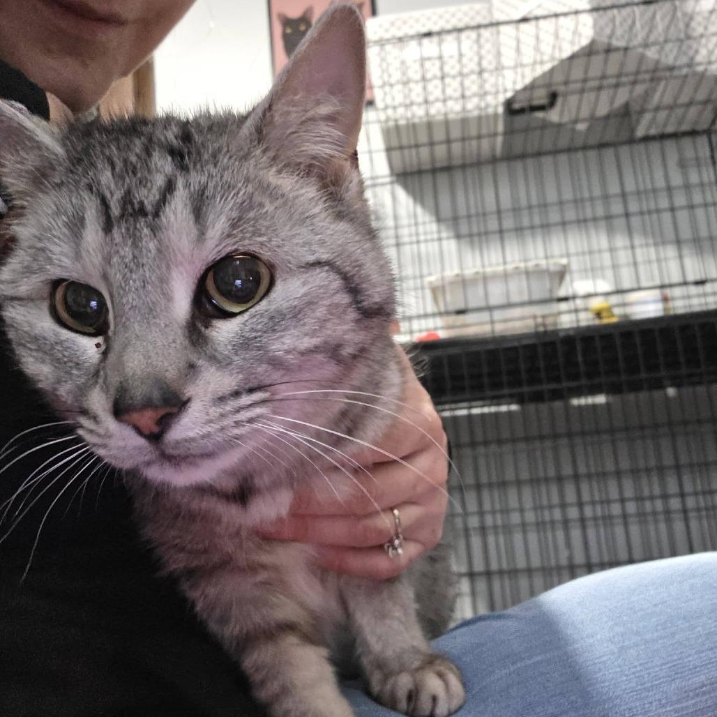 Zara--In Foster, a Adoptable Domestic Short Hair in Fargo, ND image 6/6