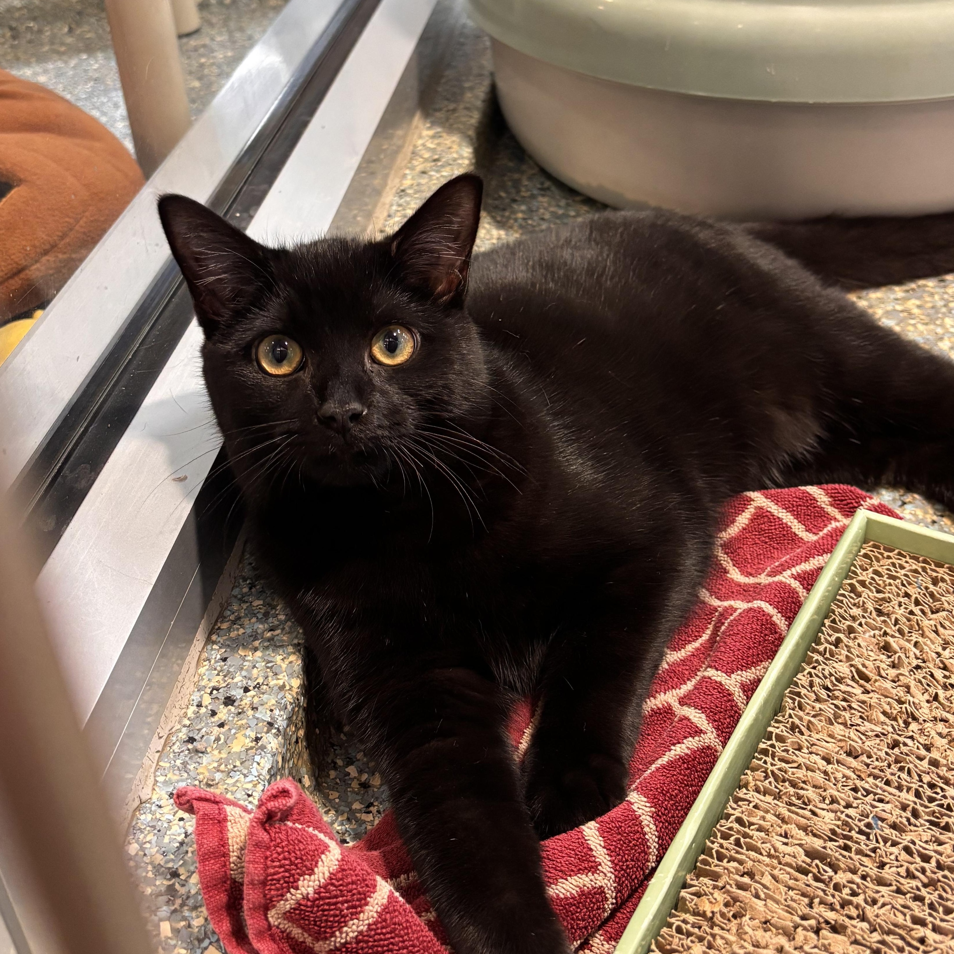 Enlarge Lydia, a Adoptable Domestic Short Hair in Charleston, SC image 1/2