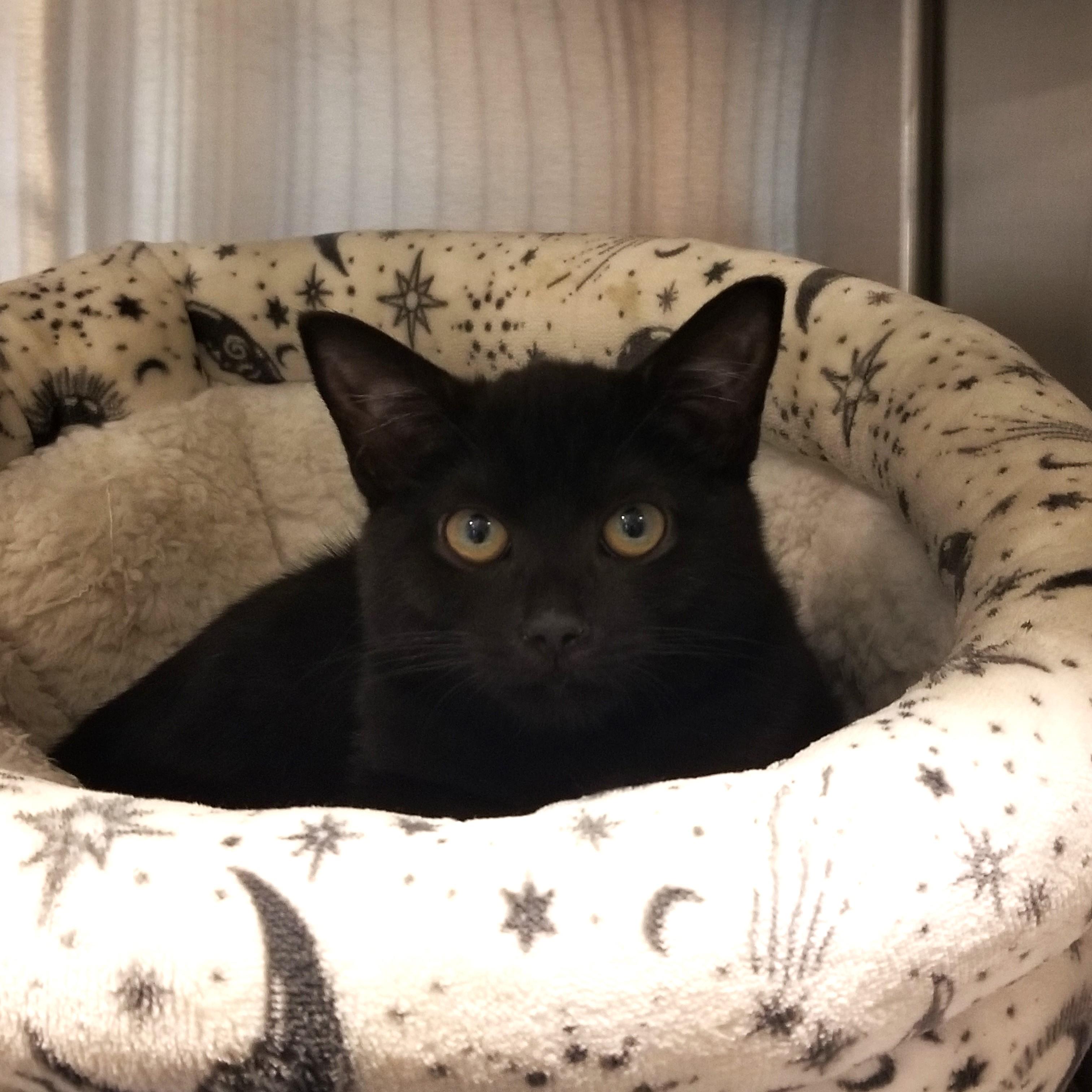 Enlarge Lydia, a Adoptable Domestic Short Hair in Charleston, SC image 2/2