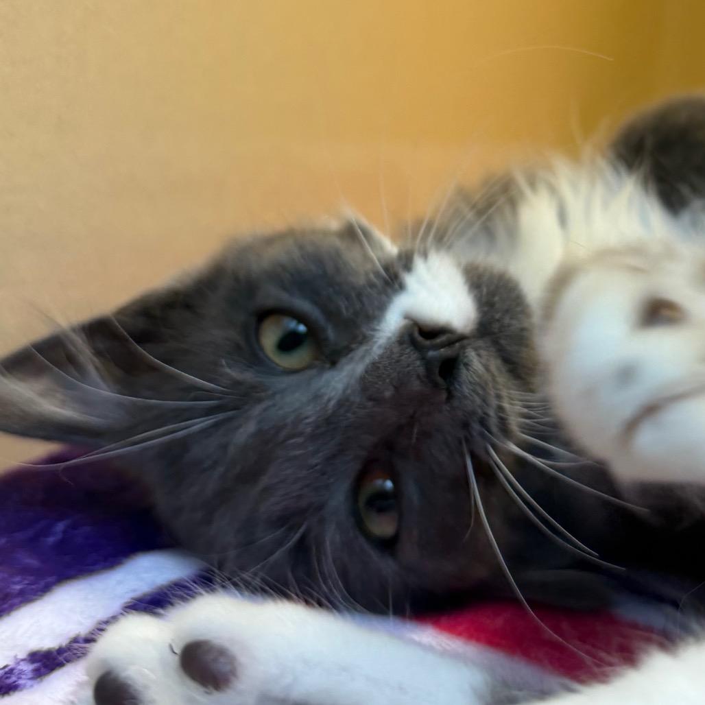 Scampi, Adoptable, Kitten Male Domestic Short Hair.