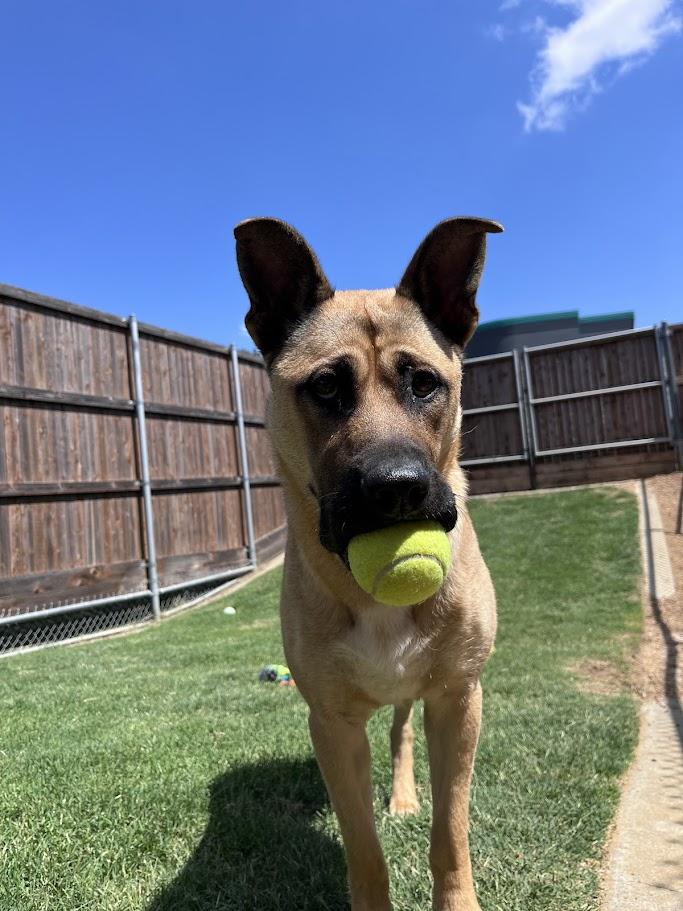 Rin A217101 VIP, a ADOPTABLE mixed breed in Plano, TX image 2/6