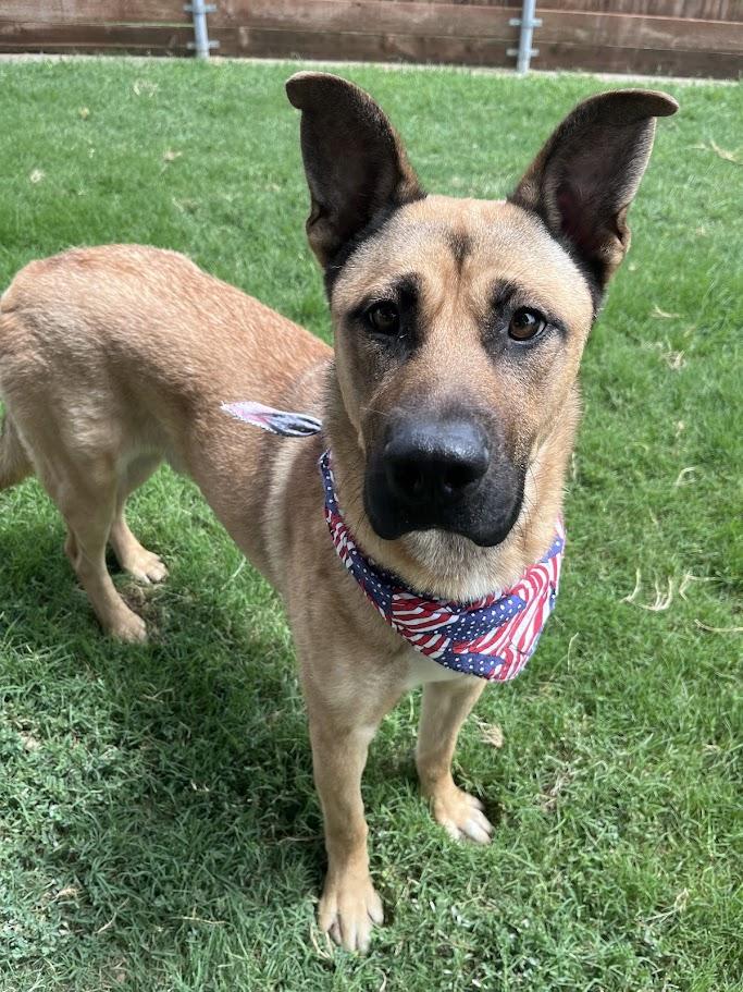 Rin A217101 VIP, a ADOPTABLE mixed breed in Plano, TX image 6/6