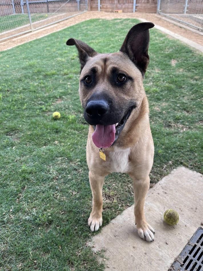 Rin A217101 VIP, a ADOPTABLE mixed breed in Plano, TX image 3/6