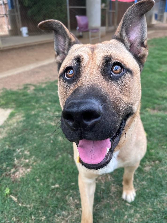 Rin A217101 VIP, a ADOPTABLE mixed breed in Plano, TX image 4/6