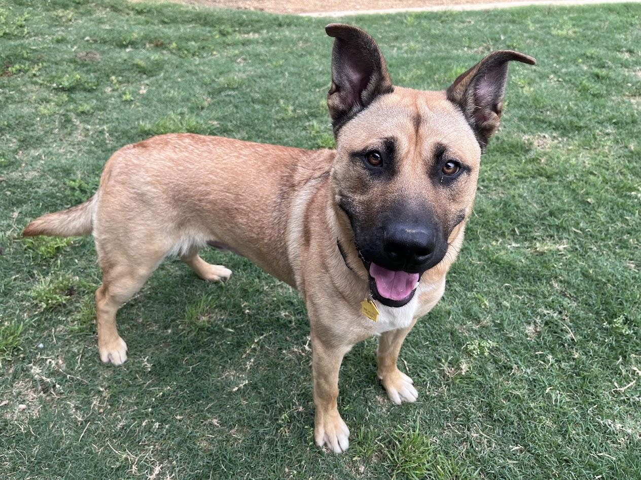 Rin A217101 VIP, ADOPTABLE, Young Male German Shepherd Dog.