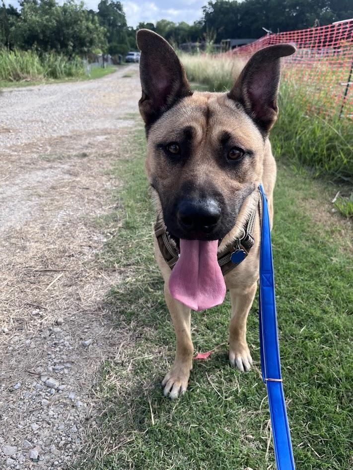 Rin A217101 VIP, a ADOPTABLE mixed breed in Plano, TX image 5/6