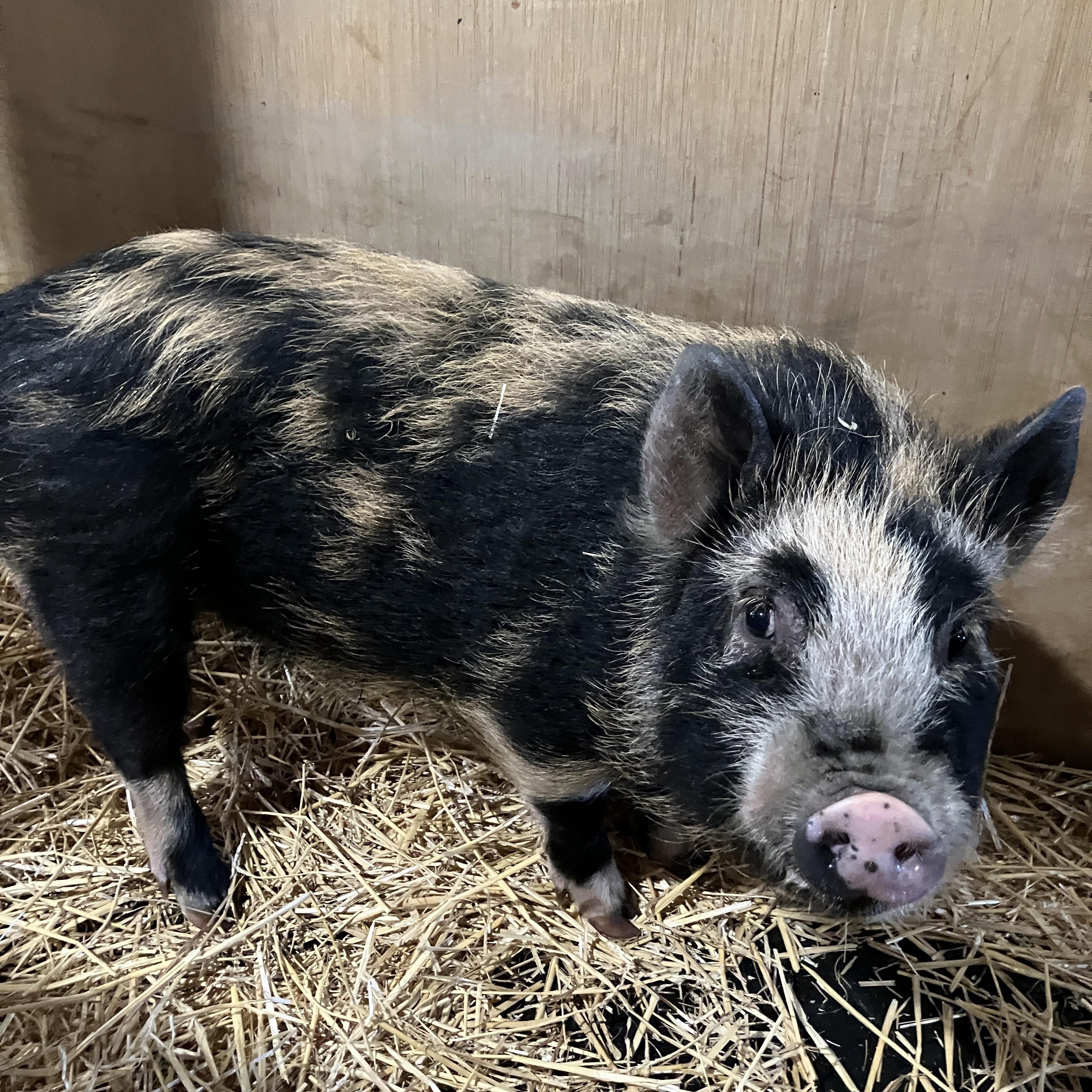 Enlarge Tortellini, a ADOPTABLE mixed breed in Ravenna, OH image 3/4