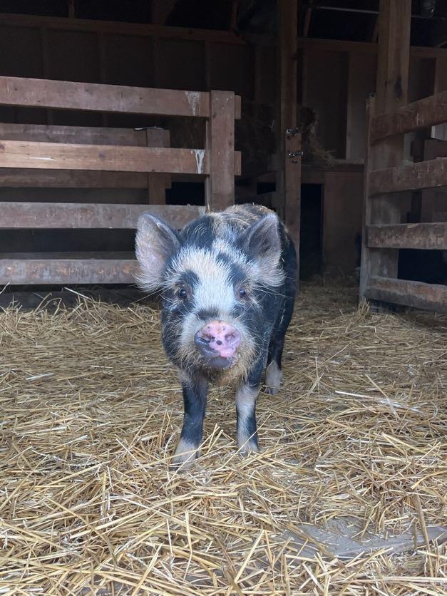 Enlarge Tortellini, a ADOPTABLE mixed breed in Ravenna, OH image 1/4