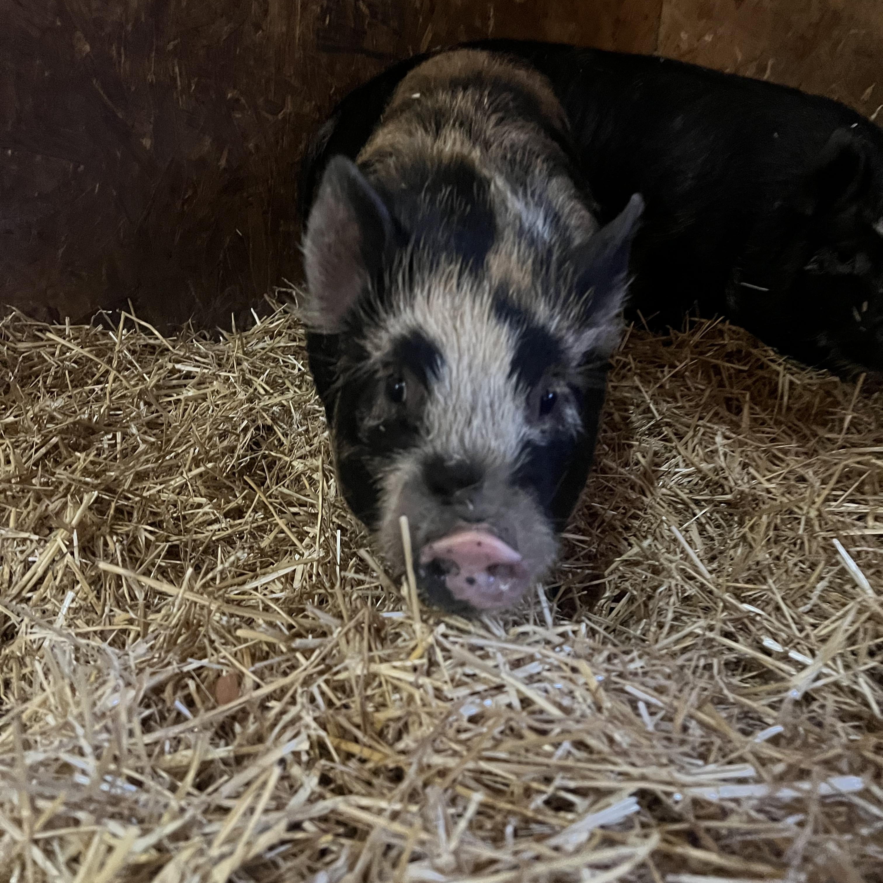 Enlarge Tortellini, a ADOPTABLE mixed breed in Ravenna, OH image 4/4