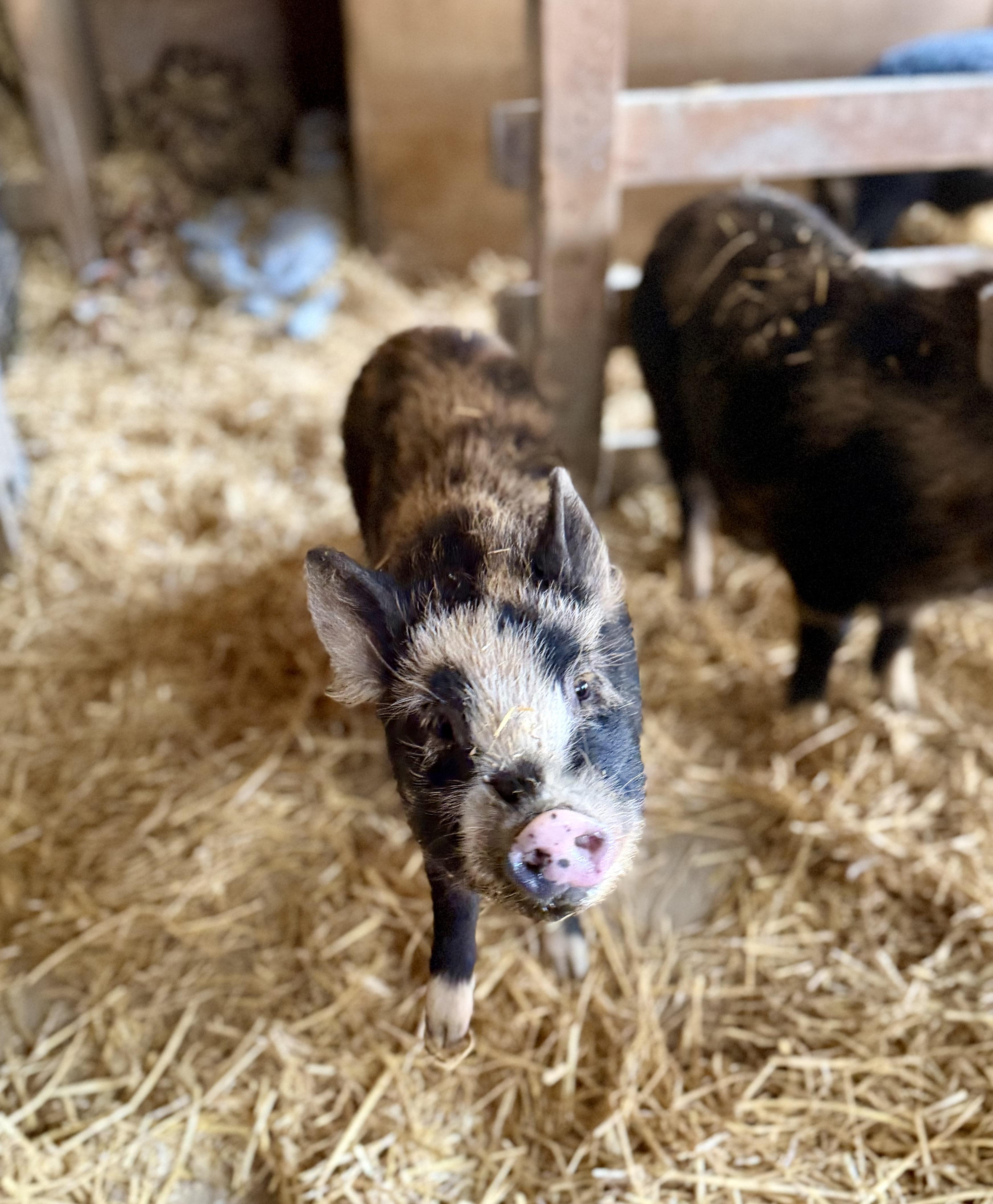 Enlarge Tortellini, a ADOPTABLE mixed breed in Ravenna, OH image 2/4