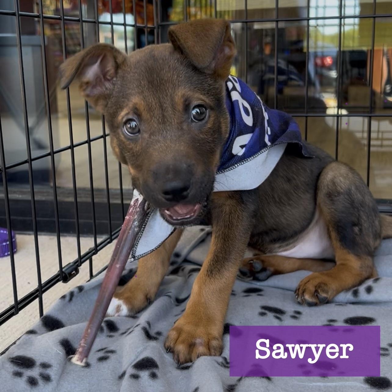 Enlarge Sawyer, a Adoptable mixed breed in Cumming, GA image 1/5