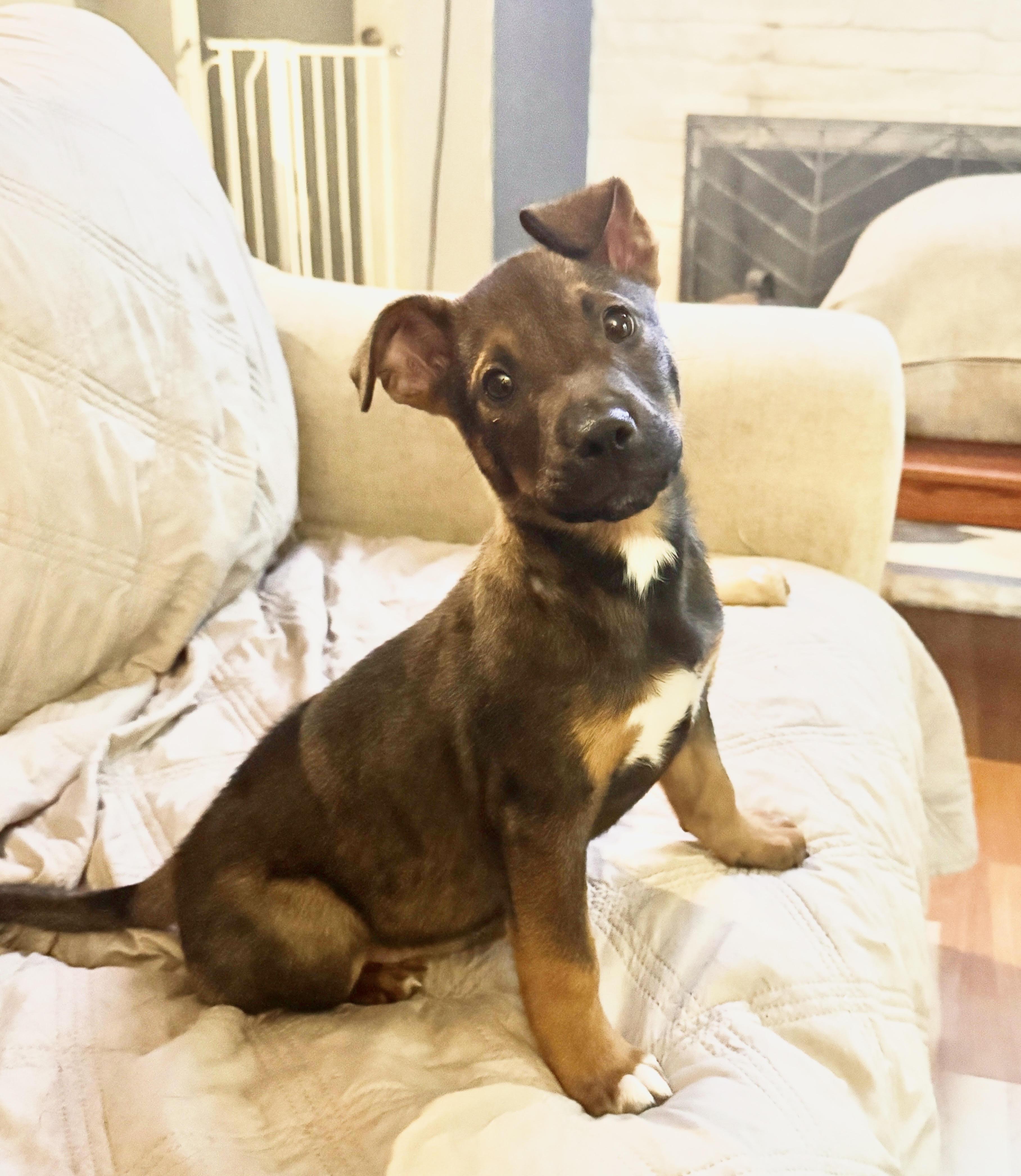 Enlarge Sawyer, a Adoptable mixed breed in Cumming, GA image 5/5