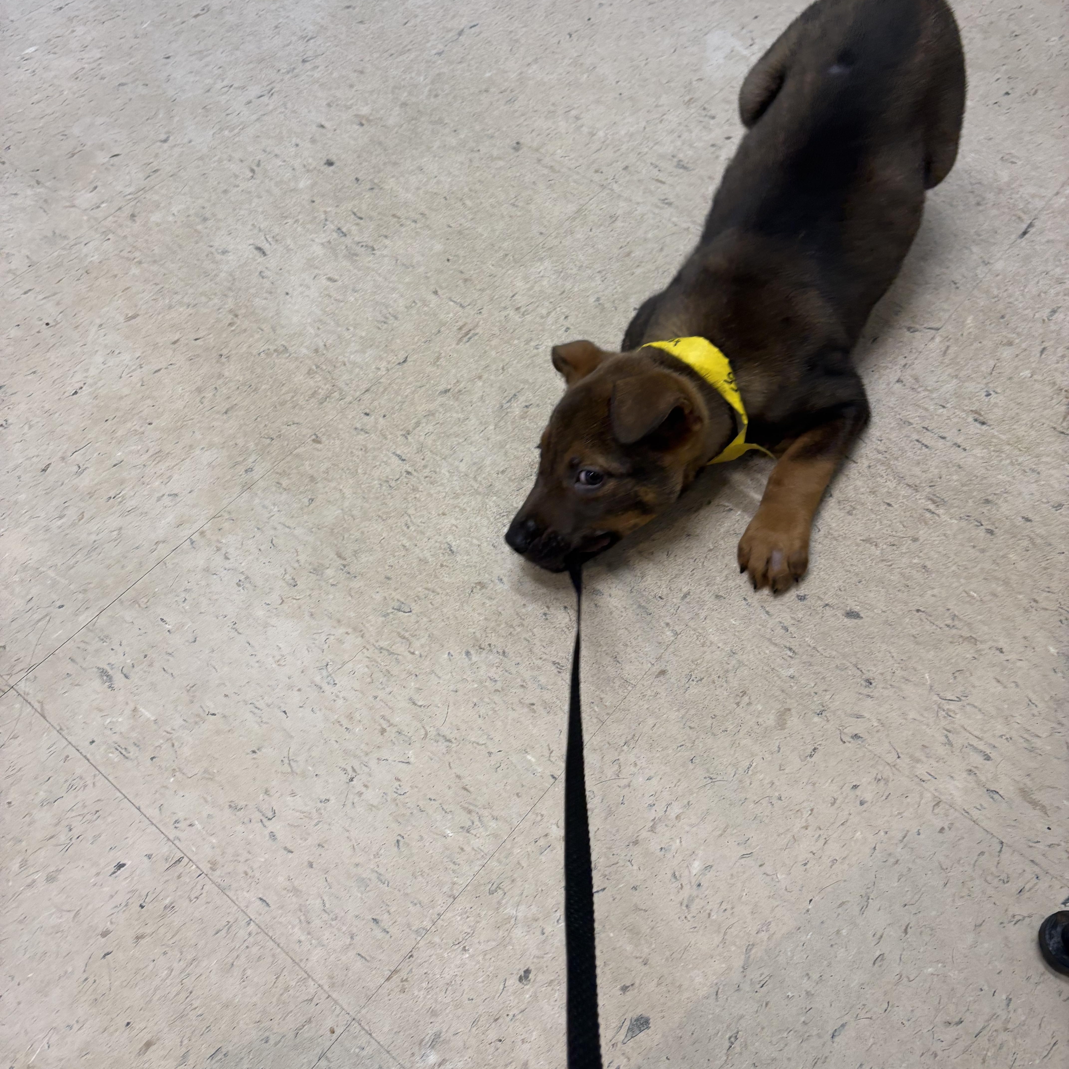 Enlarge Sawyer, a Adoptable mixed breed in Cumming, GA image 3/5