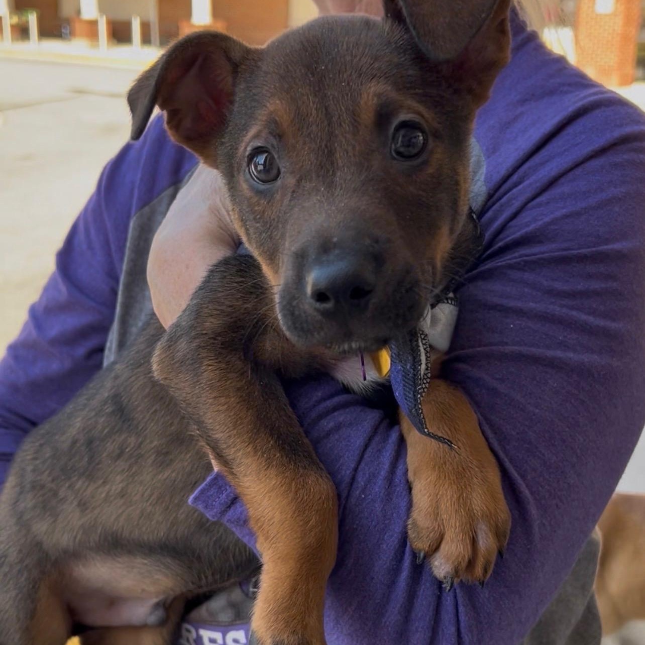Enlarge Sawyer, a Adoptable mixed breed in Cumming, GA image 2/5