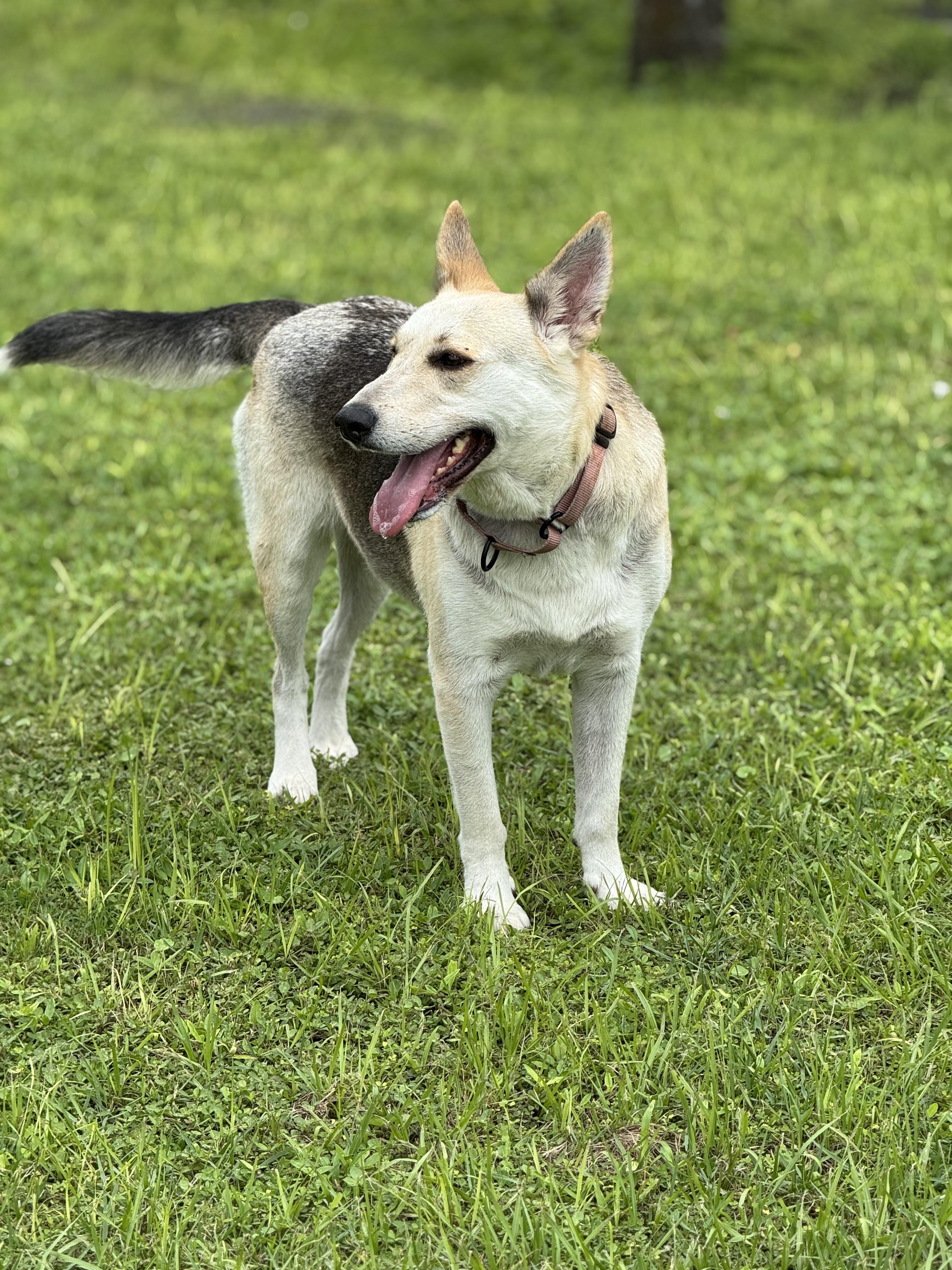 Strudel, Adult Female unknown