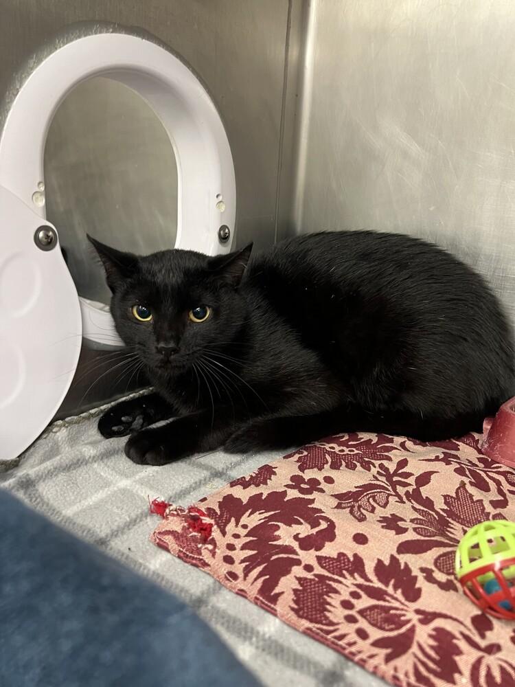 Neo, a Adoptable Domestic Short Hair in Stockton, CA image 1/2