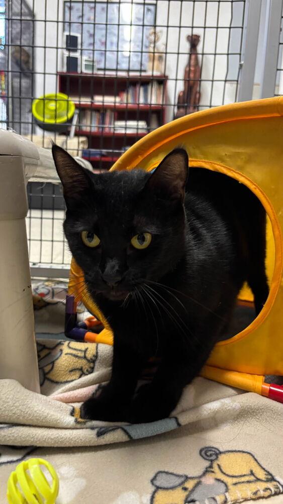 Neo, a Adoptable Domestic Short Hair in Stockton, CA image 2/3