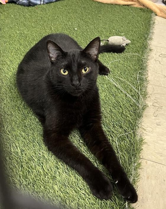 Neo, a Adoptable Domestic Short Hair in Stockton, CA image 2/2