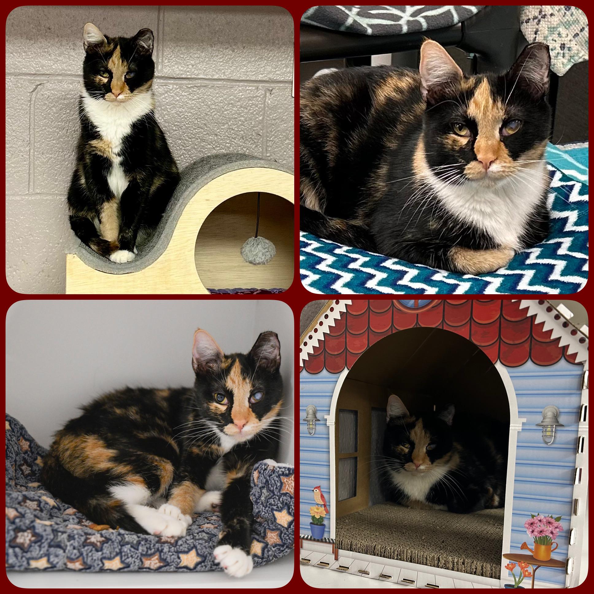 HoneyBun, Young Female Domestic Short Hair
