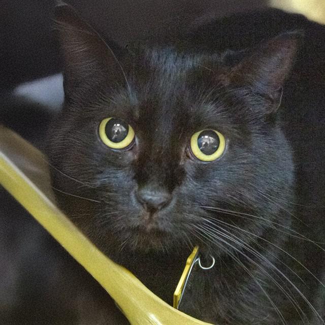 SHEIN, Adoptable, Young Female Domestic Short Hair.