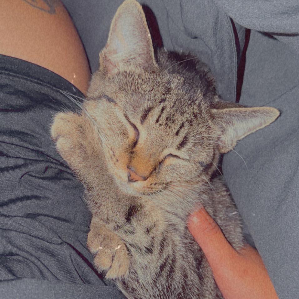Cellar, Adoptable, Kitten Female Domestic Short Hair.
