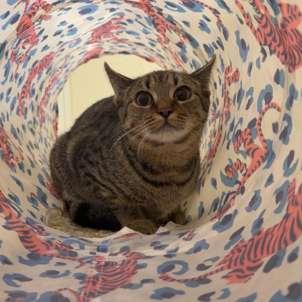Enlarge Cellar, a Adoptable Domestic Short Hair in Charlottesville, VA image 2/6