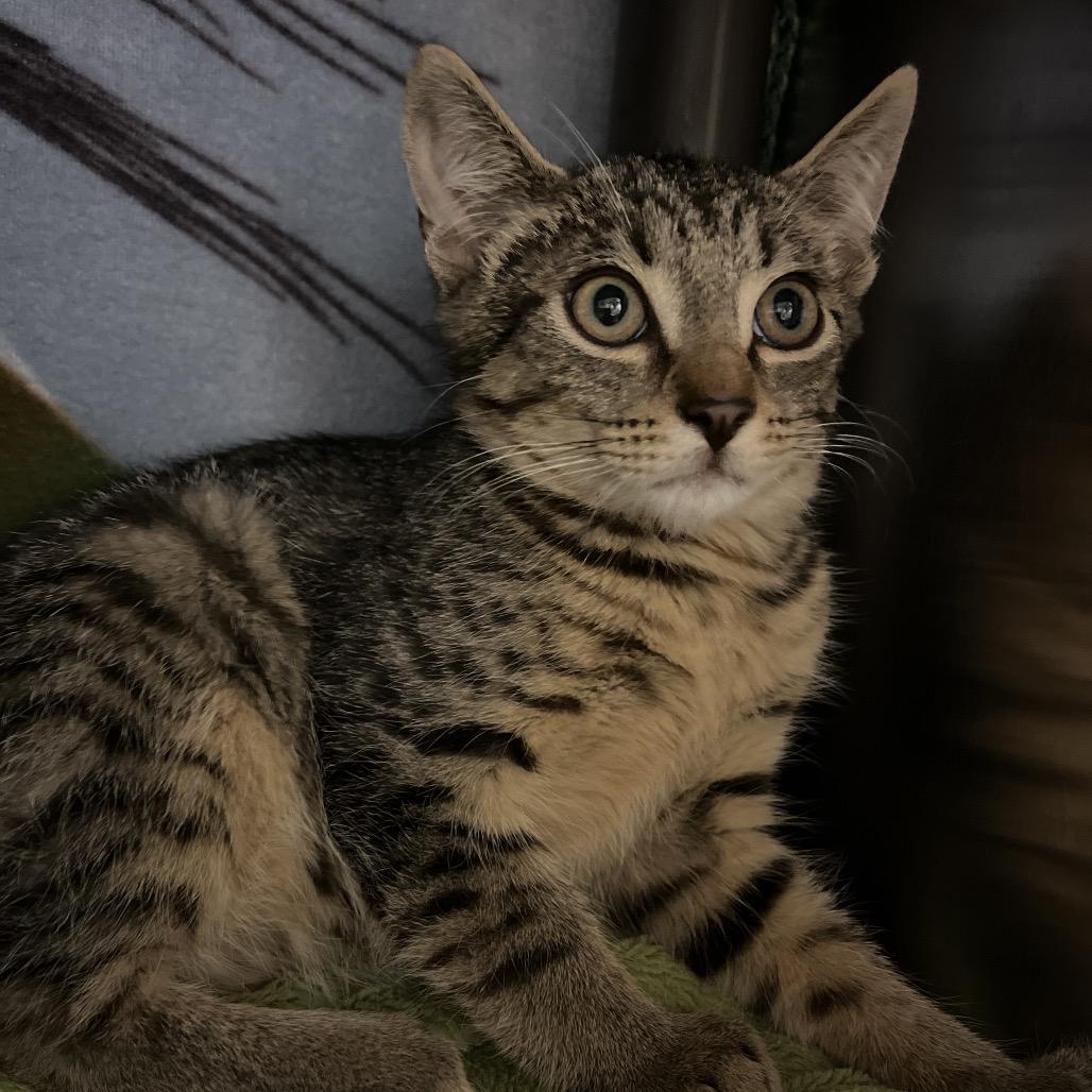 Cellar, Adoptable, Kitten Female Domestic Short Hair.