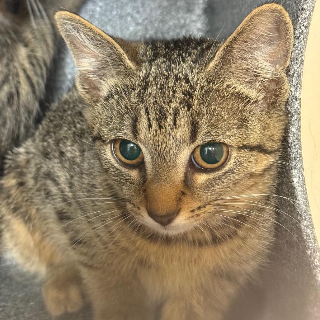 Cellar, a Adoptable Domestic Short Hair in Charlottesville, VA image 2/3