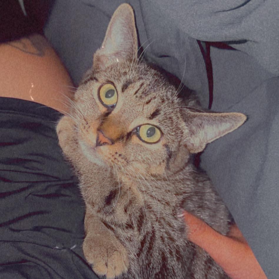 Enlarge Cellar, a Adoptable Domestic Short Hair in Charlottesville, VA image 5/6