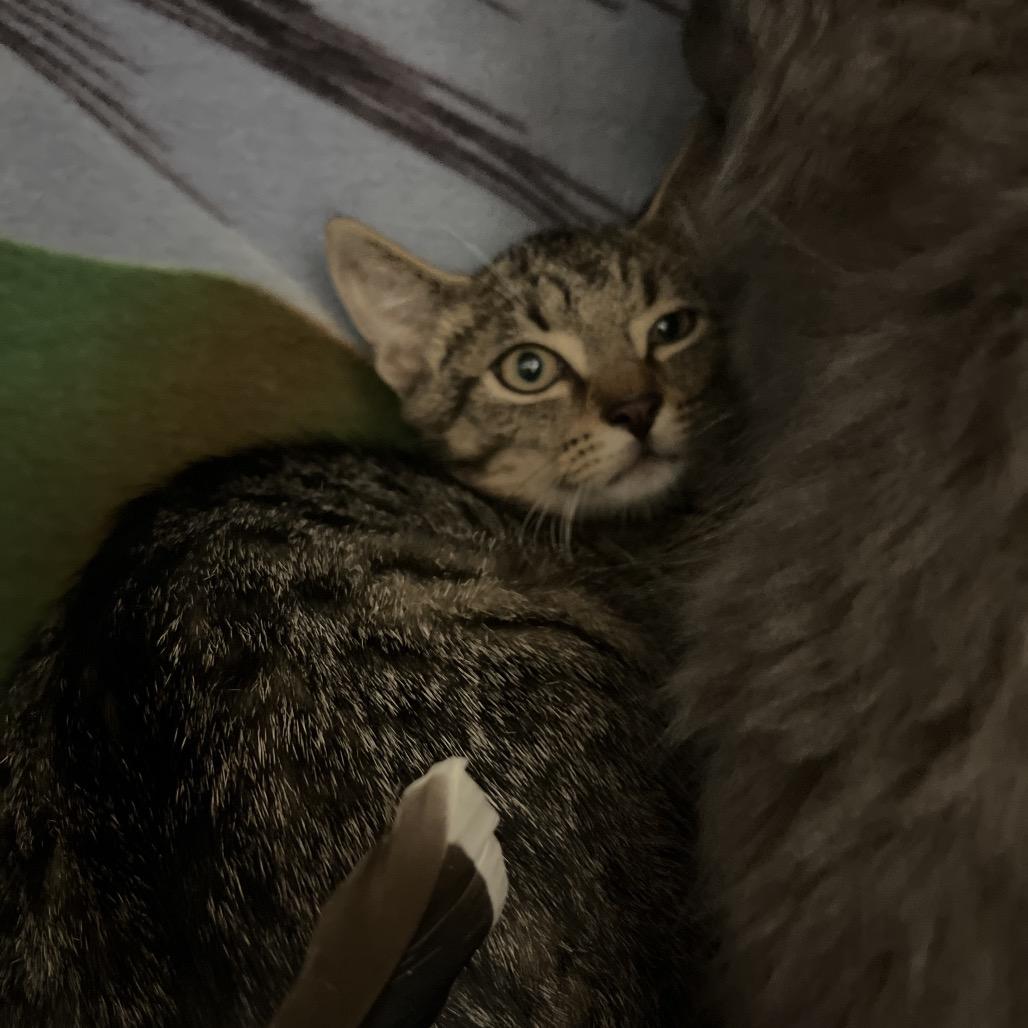 Cellar, a Adoptable Domestic Short Hair in Charlottesville, VA image 3/3