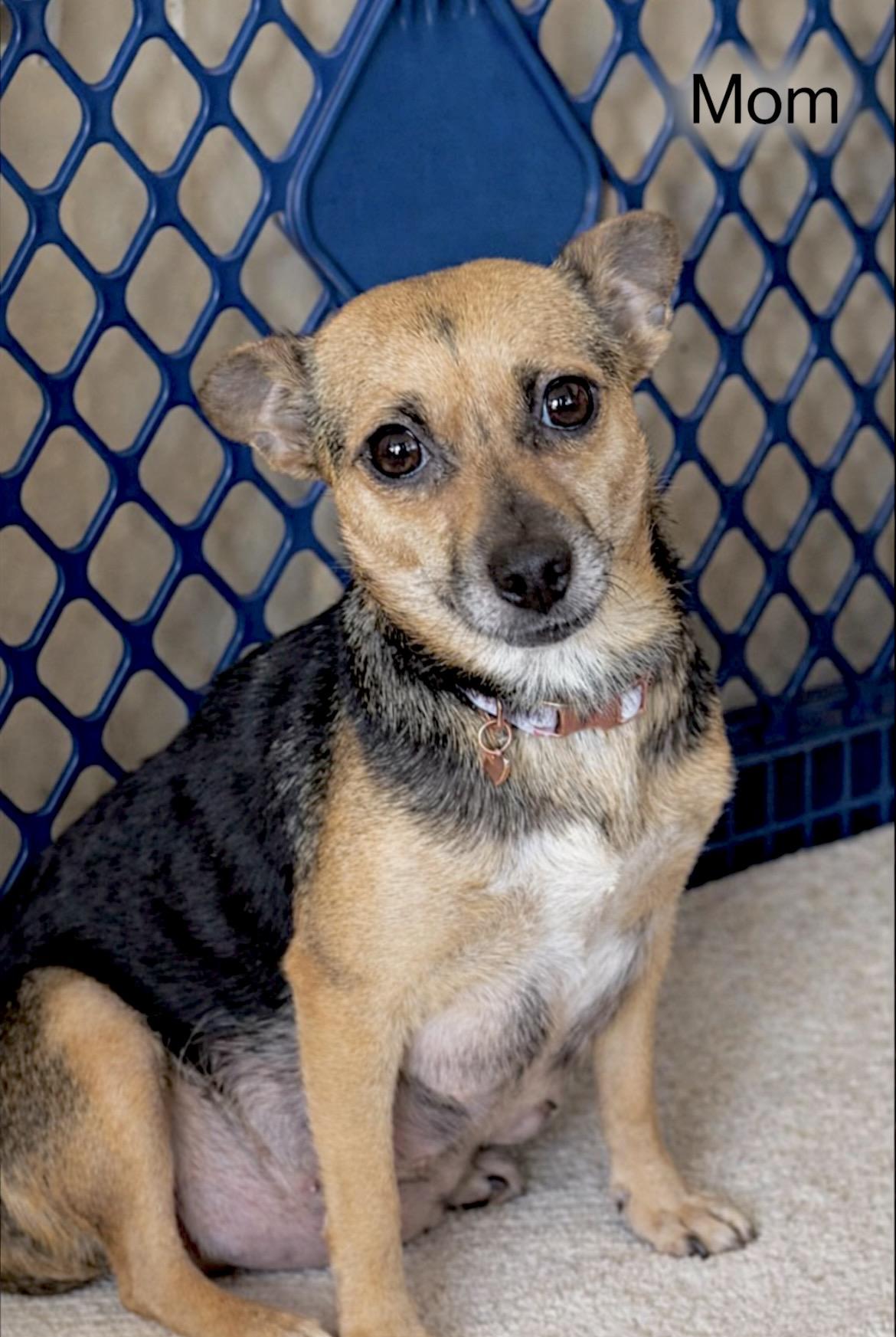 Enlarge Angel, a Adoptable mixed breed in Millington, MD image 6/6