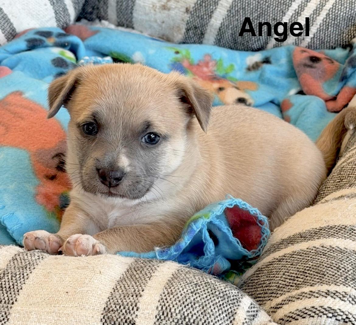 Enlarge Angel, a Adoptable mixed breed in Millington, MD image 4/6