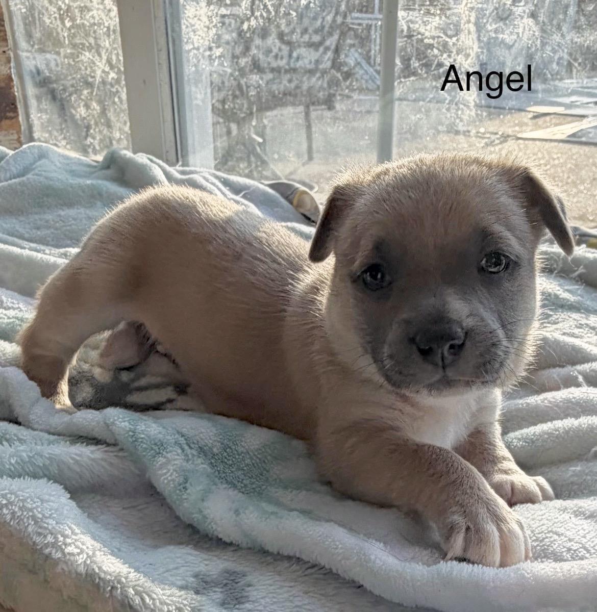 Enlarge Angel, a Adoptable mixed breed in Millington, MD image 3/6