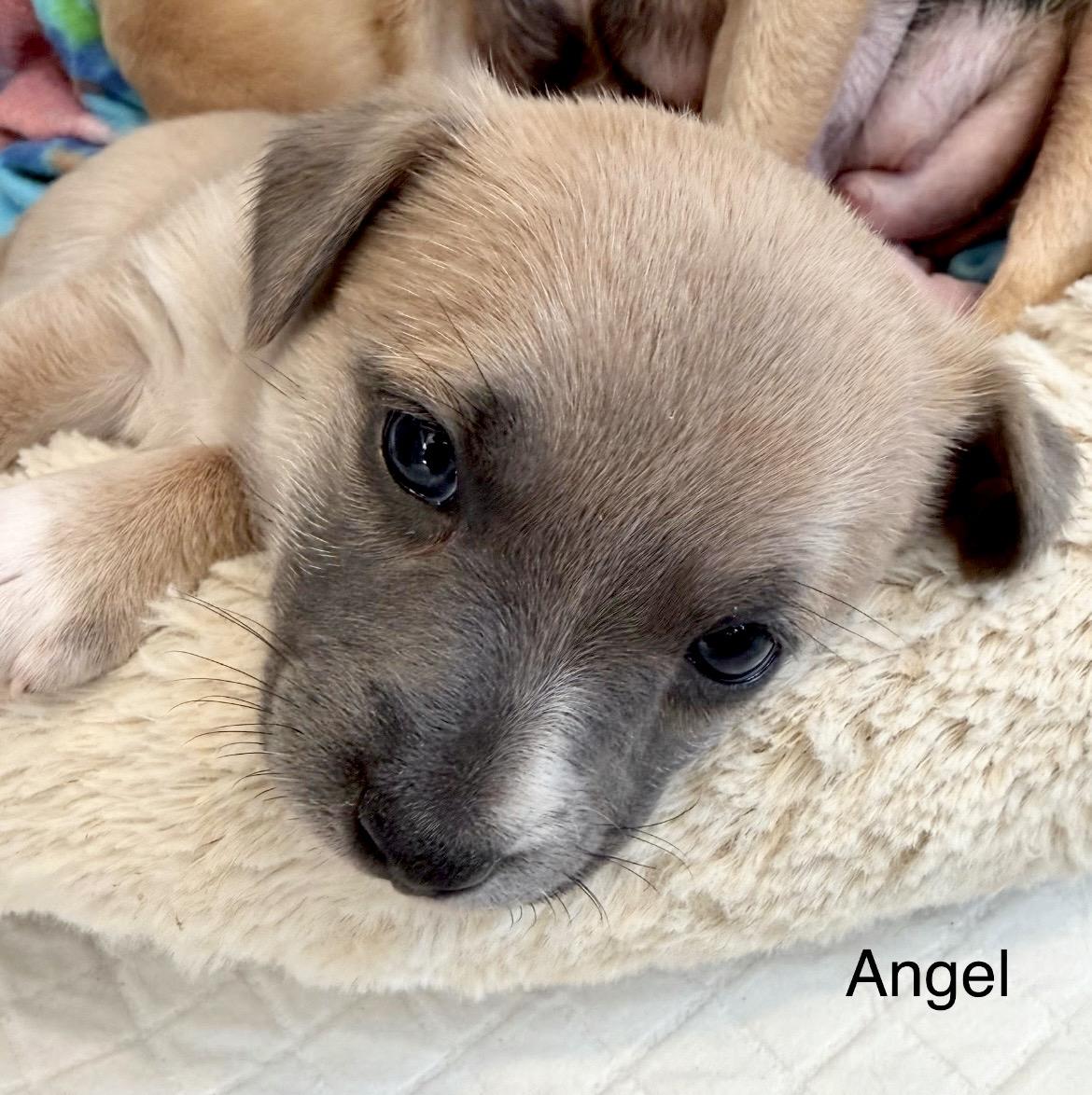 Enlarge Angel, a Adoptable mixed breed in Millington, MD image 5/6