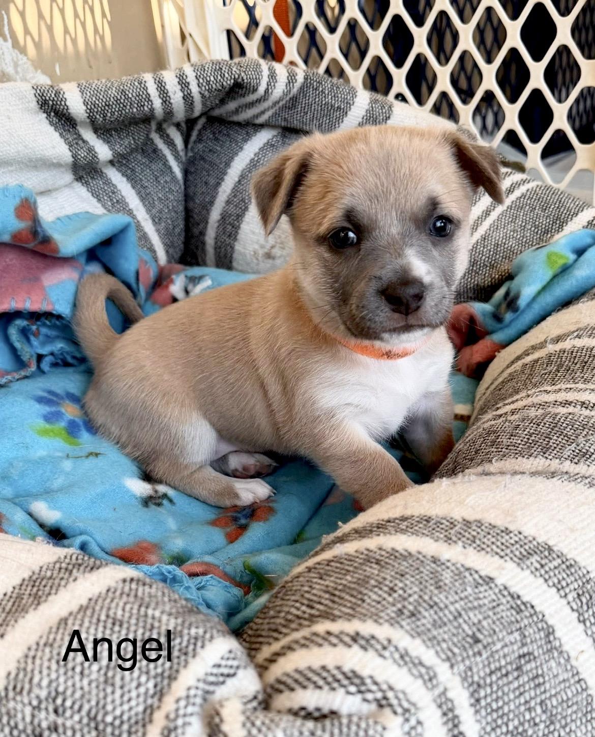 Enlarge Angel, a Adoptable mixed breed in Millington, MD image 2/6